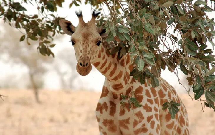 Una jirafa mata a una bebé de 16 meses en Sudáfrica – Prensa 5