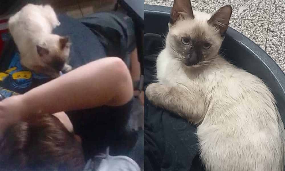 Niño llora por la desaparición de su gatita en Coronel Oviedo