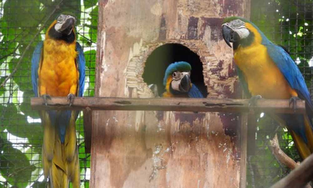 Nacen cinco ejemplares de guacamayo en el Centro Ambiental de Itaipu