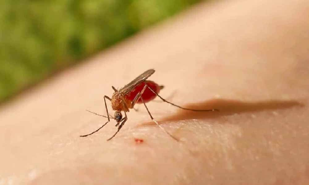 Salud insta a estar alertas ante casos de oropouche en Brasil, infección parecida al dengue