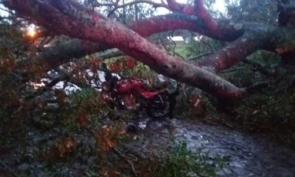 Árbol cae sobre motociclista en Cambyretá