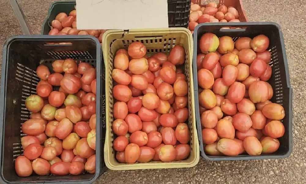 Crisis del tomate: Paraguay logra histórica exportación de tomate a Argentina