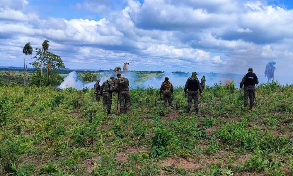 Destruyen 27 hectáreas de marihuana en Yhú  