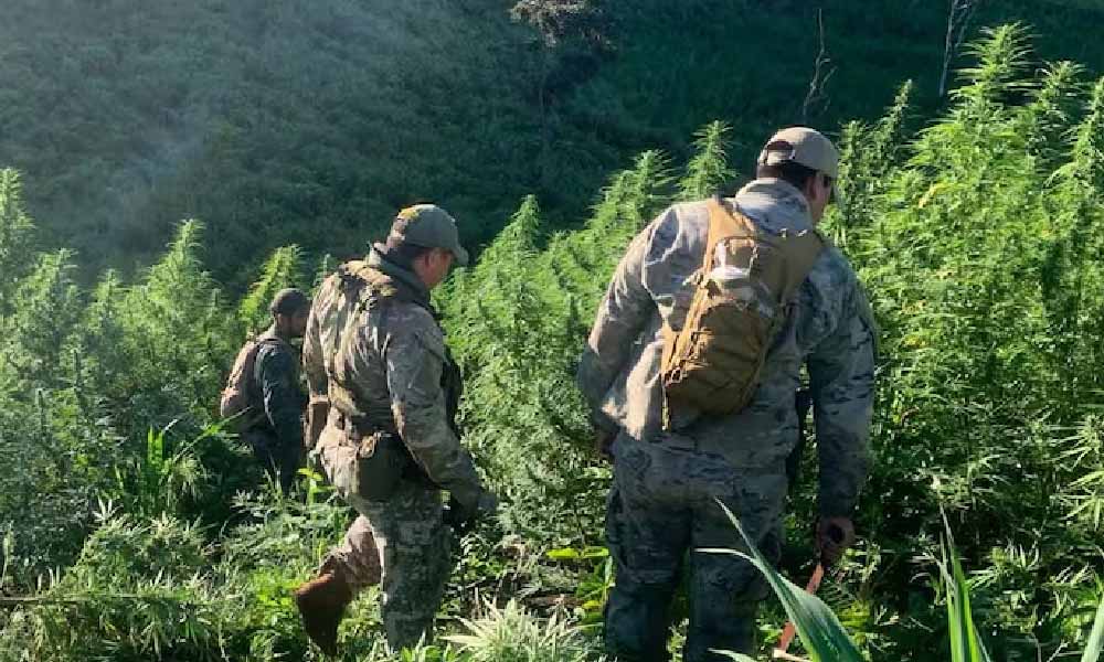 Paraguay y Brasil anulan 656 toneladas de marihuana