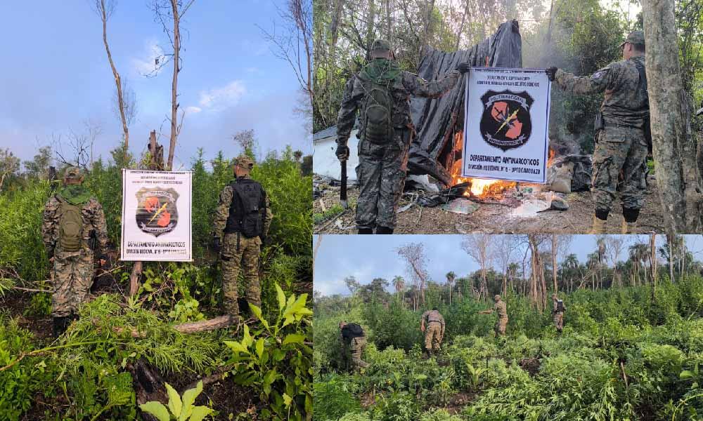 Destruyen 23 hectáreas de marihuana en la Colonia Guayakí Cua de Caaguazú