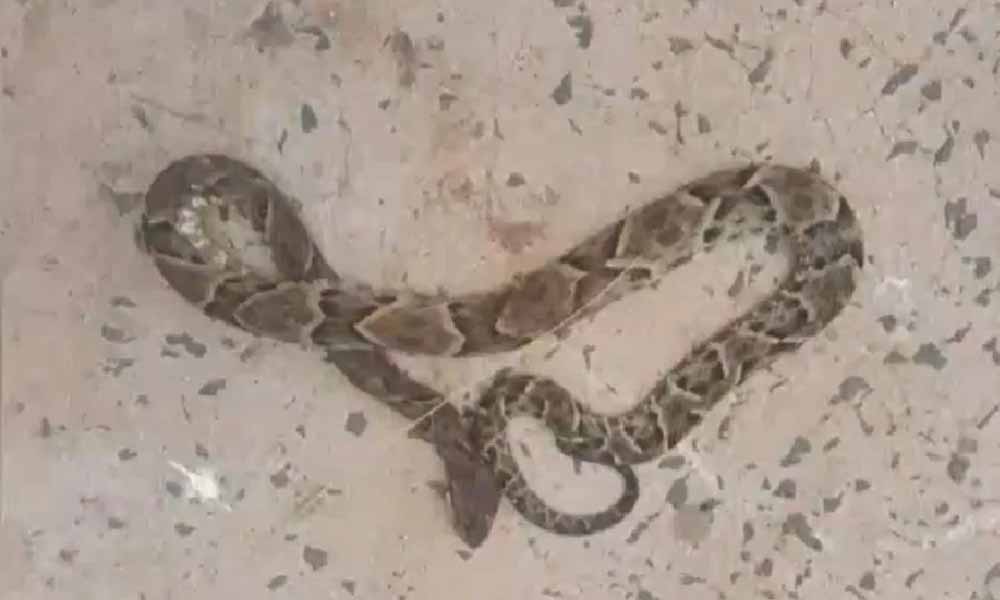 Curuguaty: Una mujer es la tercera víctima de un ataque de yarará en 10 días