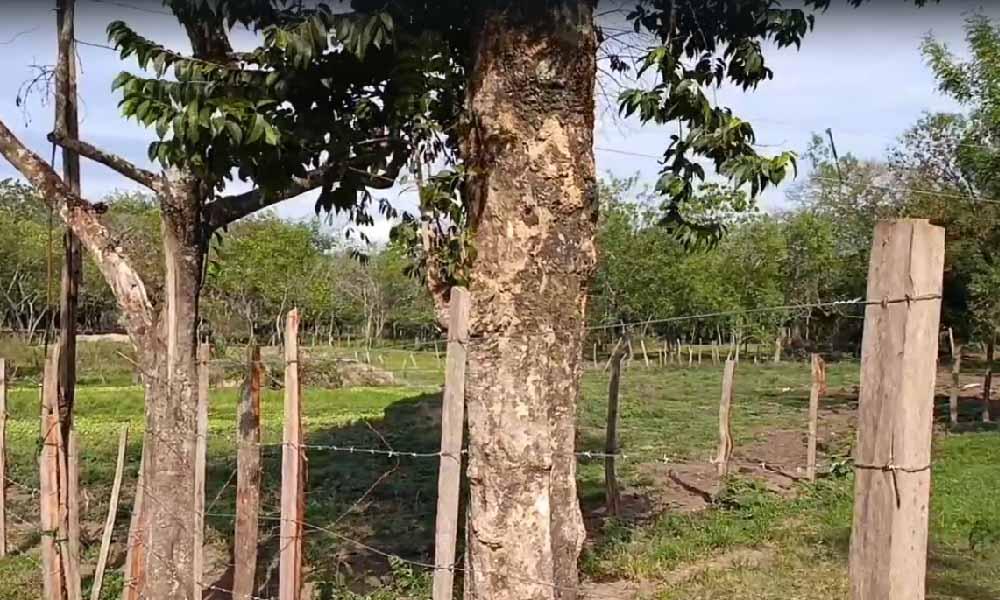 Faenan una vaca lechera y matan a la cría de una anciana mujer en Coronel Oviedo