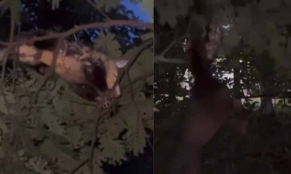 Crueldad animal: joven hizo que su perro ataque a un mykure y lo viralizó en redes