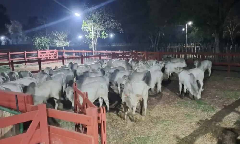 Policía recupera 500 cabezas de ganado hurtadas de la estancia de Lalo Gomes