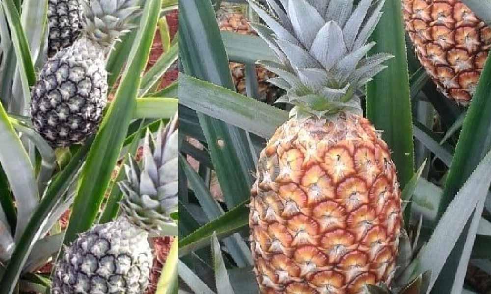 Con más de 5.000 hectáreas cultivadas, la piña impulsa crecimiento económico de miles de familias rurales