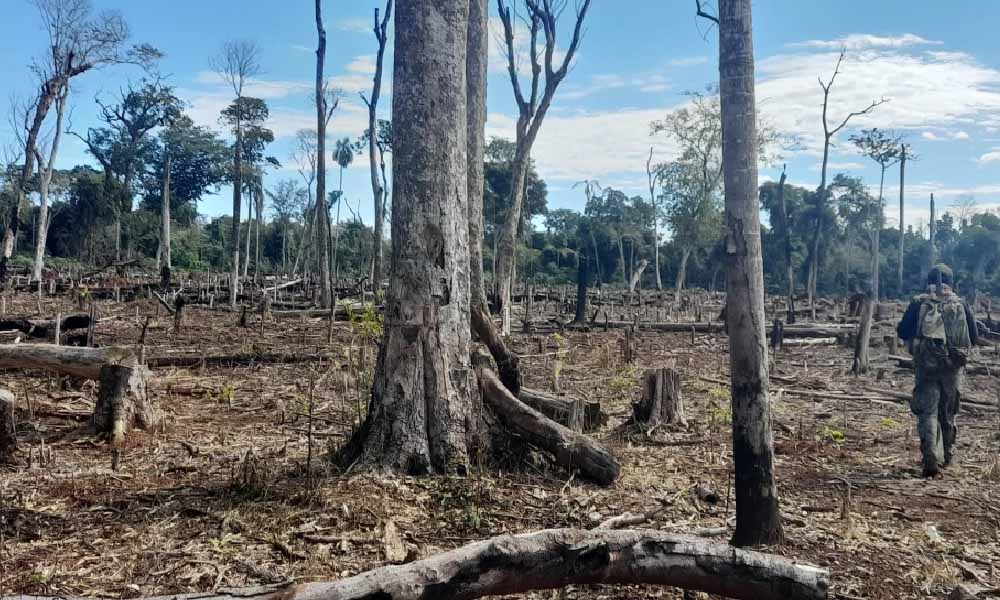 Marihuana ilegal provoca tala de 100.000 árboles en reserva Mbaracayú