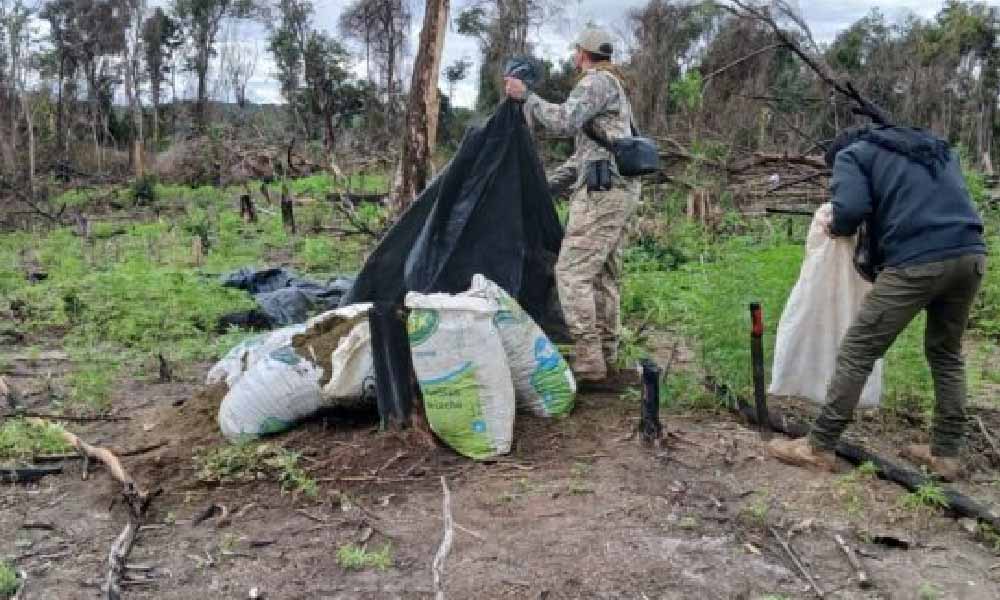 Senad elimina 12 toneladas de marihuana en R.I.3 Corrales