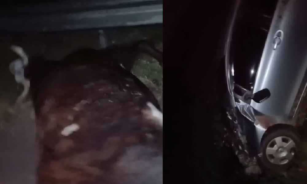Vaca suelta ocasionó accidente en Coronel Oviedo