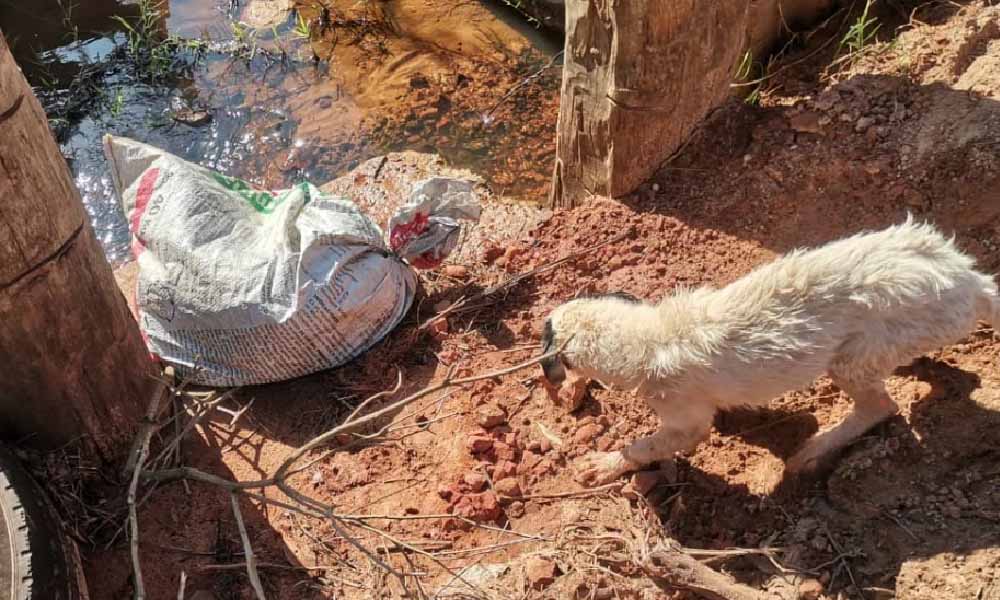 Arrojan a un arroyo a dos perros dentro de una bolsa sellada y estudiantes los rescatan