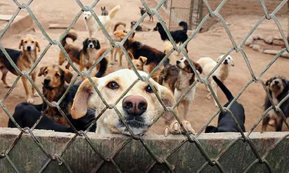 Respaldan creación del “Día Nacional del Rescatista de Animales”