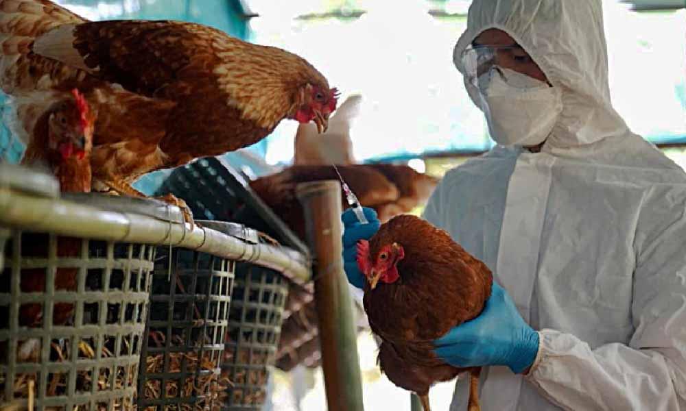 Refuerzan control ante alerta de gripe aviar en la Argentina