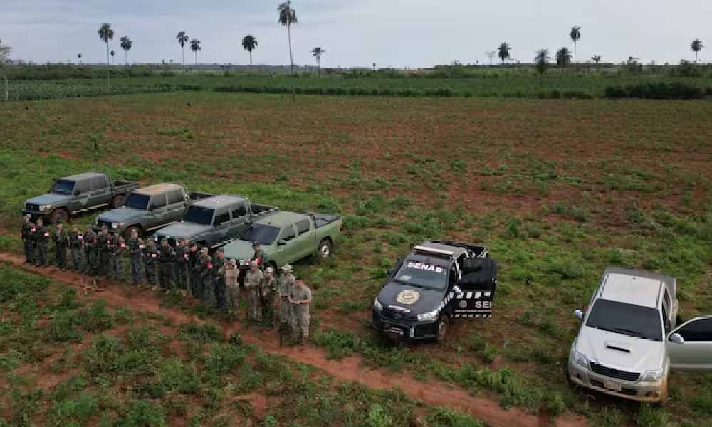 Eliminan ocho hectáreas de marihuana en San Pedro