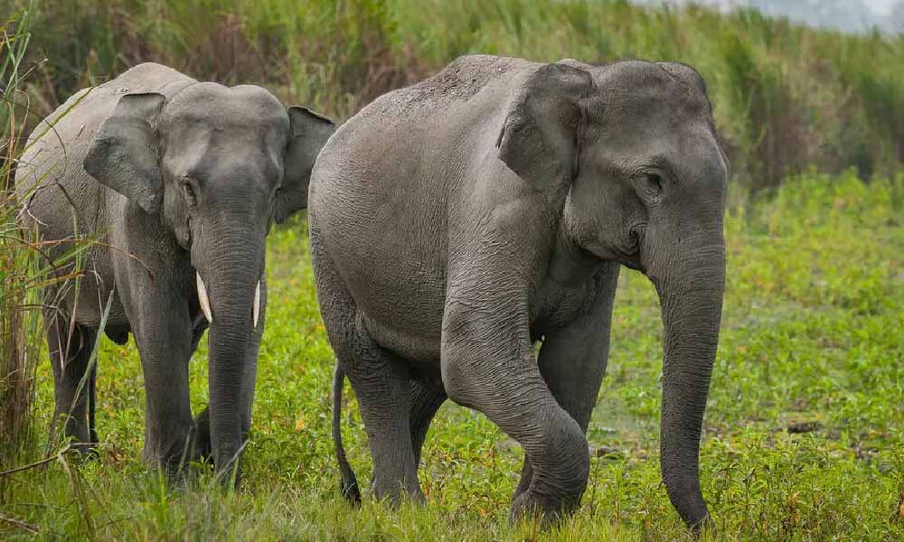 Muere un hombre en Malasia tras ser atacado por una manada de elefantes