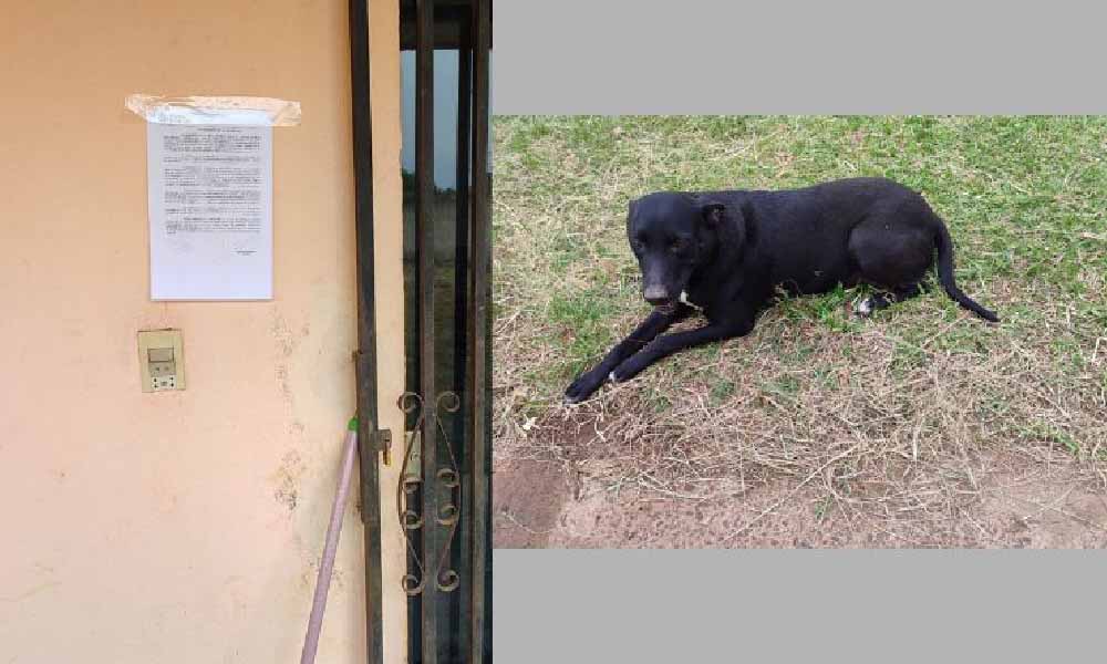 Rescataron a un perro que fue abandonado en una casa en Coronel Oviedo