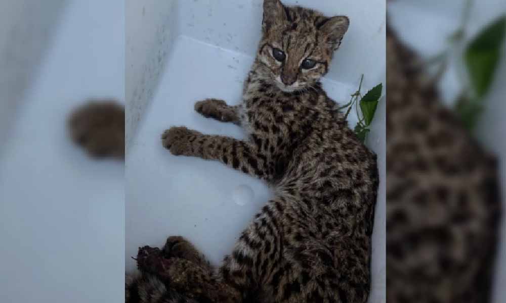 Rescataron a un tirika en Coronel Oviedo