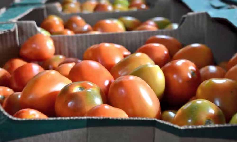 Tomate: en finca G. 8.000, en el súper hasta G. 20.000, informan