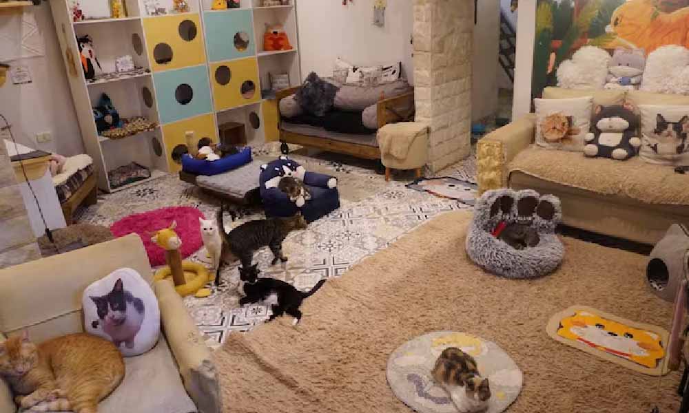 Gatos rescatados del Buen Pastor cuentan con nuevo hogar